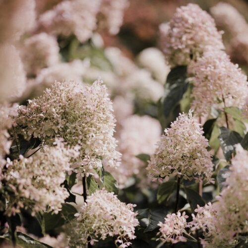 Hydrangea ortensie Paniculata